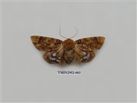 藏品(夜蛾319)的圖片